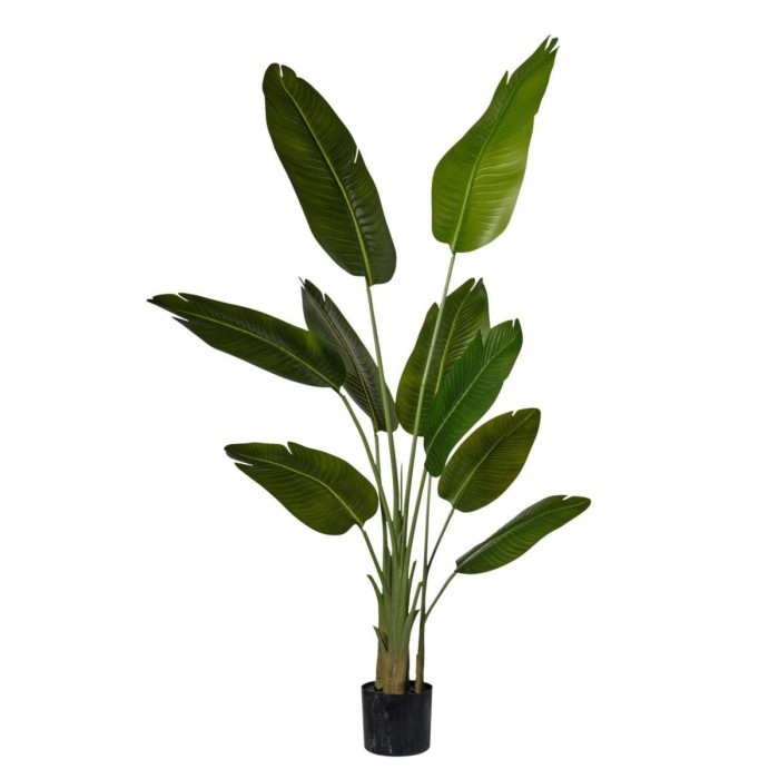 PIANTA STRELIZIA X3 IN VASO H.156 CM.